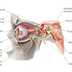 Oculomotor nerve