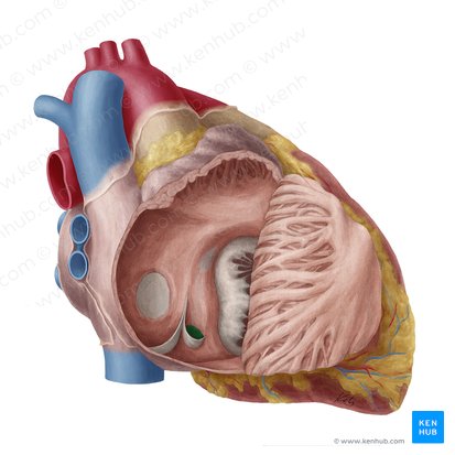 Orificio del seno coronario (Ostium sinus coronarii); Imagen: Yousun Koh