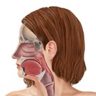 Histology of the upper respiratory tract