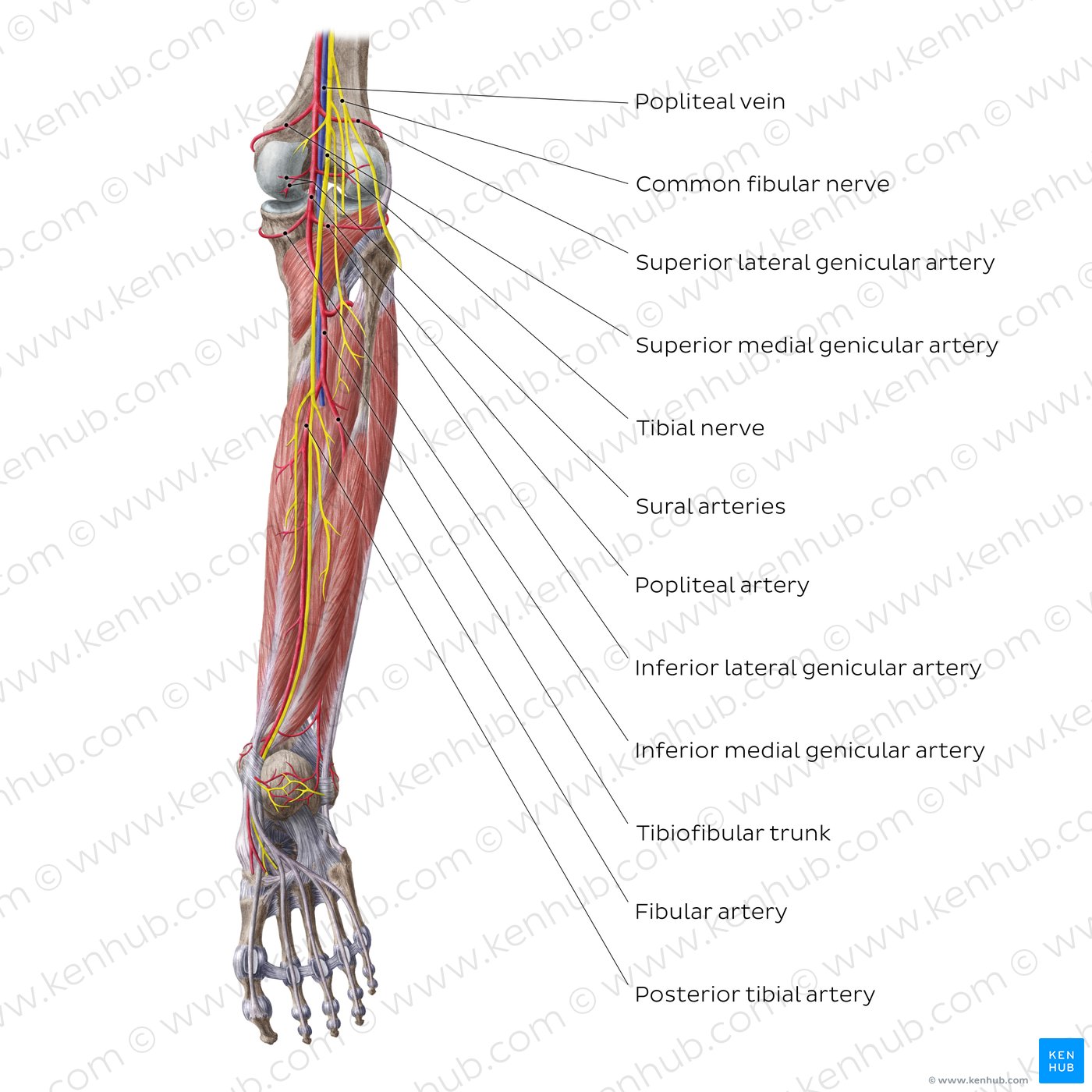 Overview of the nerves and vessels of the leg (posterior view)