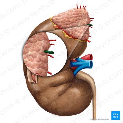 Suprarenal vein (Vena suprarenalis); Image: Irina Münstermann