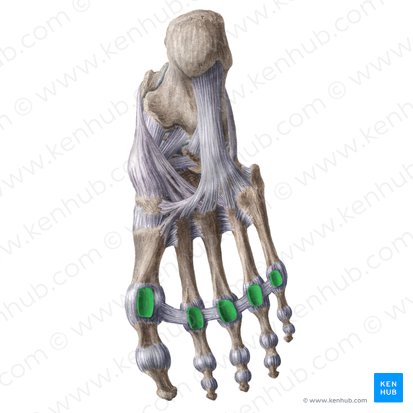 Plantar metatarsophalangeal ligaments (Ligamenta metatarsophalangea plantaria); Image: Liene Znotina