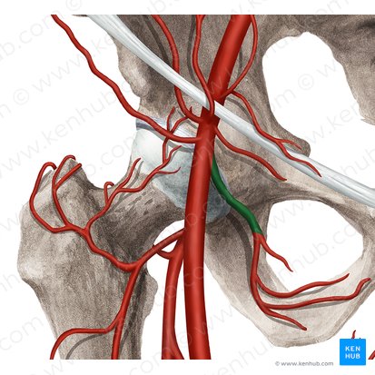 Arteria pudenda externa profunda; Imagem: Rebecca Betts