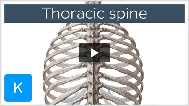 Thoracic Vertebrae (Thoracic Spine) – Anatomy & Labeled Diagram