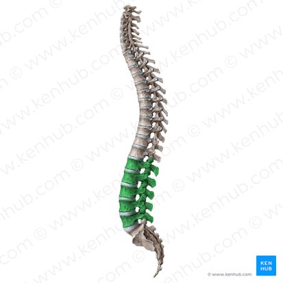 Lumbar vertebrae (Vertebrae lumbales); Image: Liene Znotina