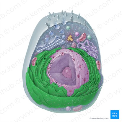 Rough endoplasmic reticulum (Reticulum endoplasmicum granulosum); Image: Paul Kim