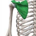 Scapula