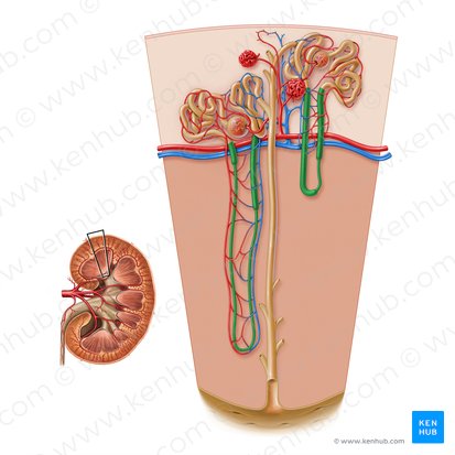 Nephron loop (Ansa nephroni); Image: Paul Kim