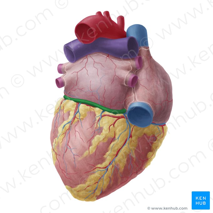 Coronary sinus (Sinus coronarius); Image: Yousun Koh