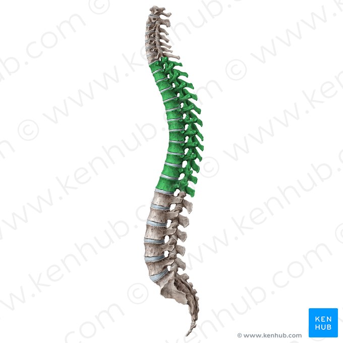 Vértebra torácica (Vertebrae thoracicae); Imagem: Liene Znotina