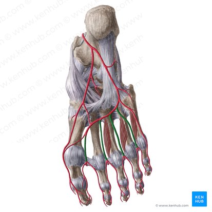 Plantar metatarsal arteries (Arteriae metatarseae plantares); Image: Liene Znotina