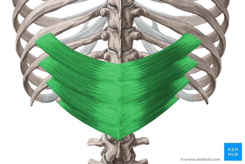 Músculo serrátil (serreado) posterior inferior (verde) - vista posterior