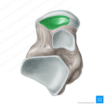 Facies articularis calcanea anterior ossis tali (Vordere Gelenkseite des Fersenbeins); Bild: Samantha Zimmerman