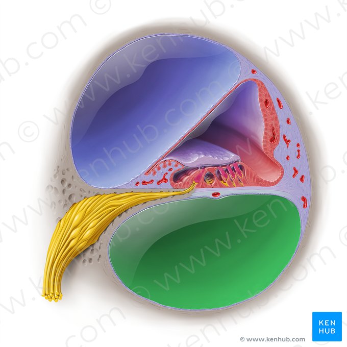 Rampa timpánica (Scala tympani); Imagen: Paul Kim