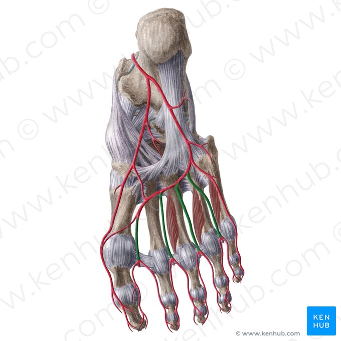 Artères métatarsiennes plantaires (Arteriae metatarseae plantares); Image : Liene Znotina