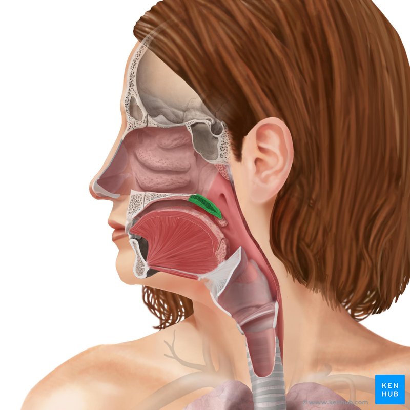 Soft palate (Palatum molle)