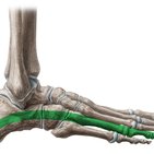 Músculos mediais da sola do pé