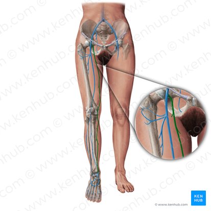 Fascia lata: Anatomy and blood supply