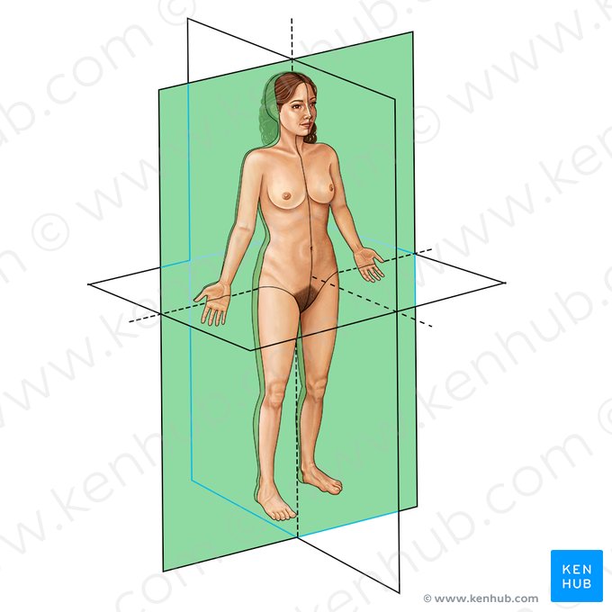 Coronal (Coronalis); Imagem: Irina Münstermann