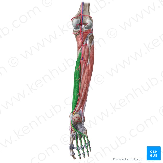 Músculo flexor longo dos dedos (Musculus flexor digitorum longus); Imagem: Liene Znotina