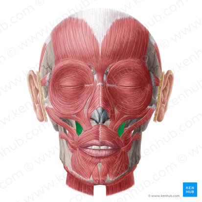 Levator anguli oris muscle (Musculus levator anguli oris); Image: Yousun Koh