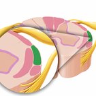 Tractus spinocerebellaris anterior et posterior