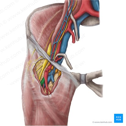 Arteria profunda femoris (Tiefe Oberschenkelarterie); Bild: Hannah Ely