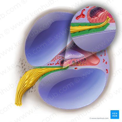Osseous spiral lamina of cochlea (Lamina spiralis ossea cochleae); Image: Paul Kim