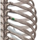 Tubercle of rib