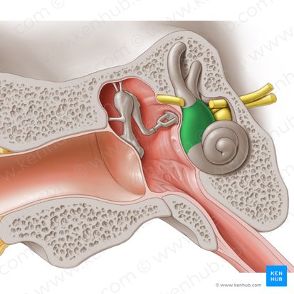 Vestibulum auris internae (Vorhof des Innenohrs); Bild: Paul Kim