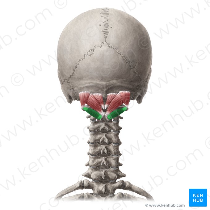 Músculo oblíquo inferior da cabeça (Musculus obliquus capitis inferior); Imagem: Yousun Koh