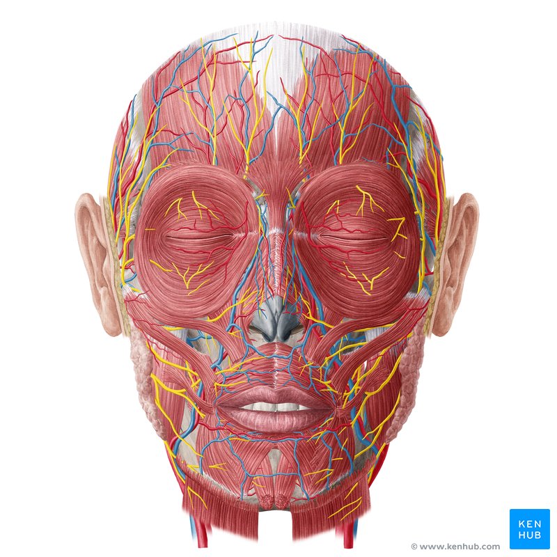 Head visible from the anterior view. Facial muscles, arteries, veins and nerves are visible.