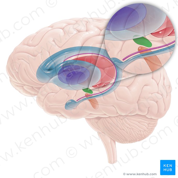 Núcleo subtalâmico (Nucleus subthalamicus); Imagem: Paul Kim