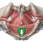 Bulbospongiosus muscle