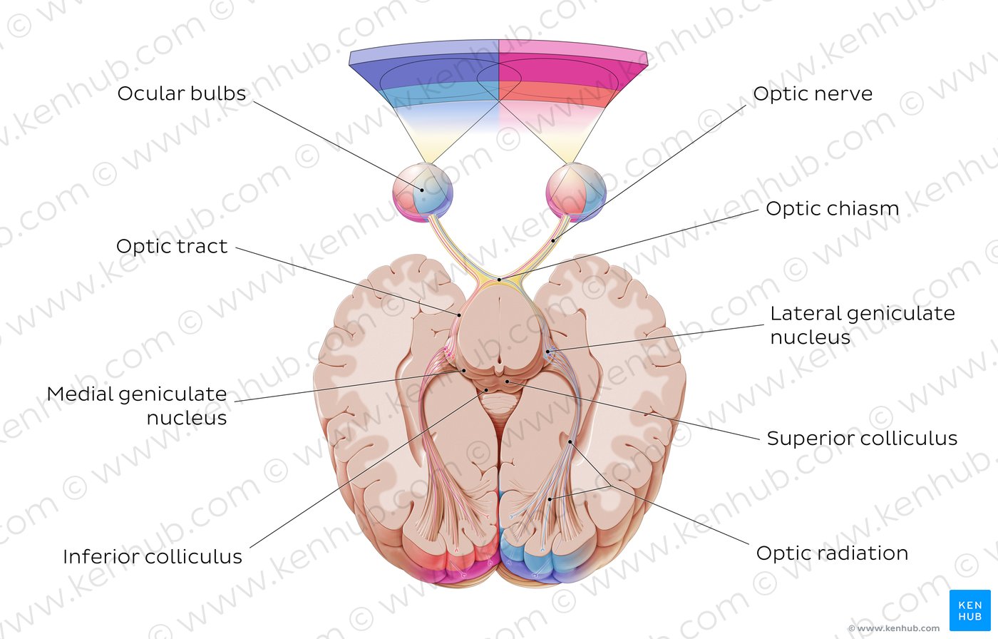 Overview of the optic nerve