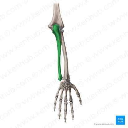 Ulna; Imagem: Yousun Koh