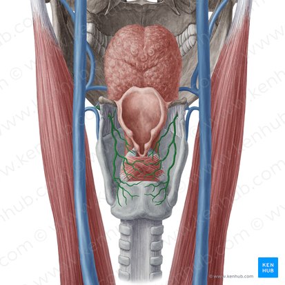 Superior laryngeal vein (Vena laryngea superior); Image: Yousun Koh