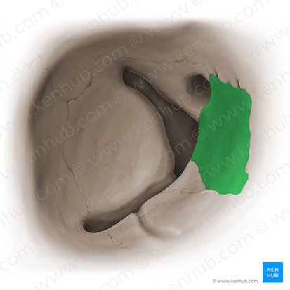 Orbital plate of ethmoid bone (Lamina orbitalis ossis ethmoidalis); Image: Paul Kim