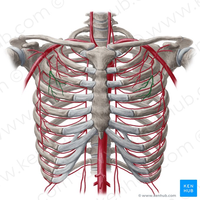 Ramos peitorais da artéria toracoacromial (Rami pectorales arteriae thoracoacromialis); Imagem: Yousun Koh