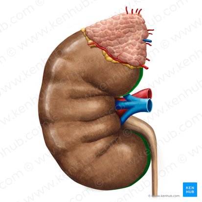 Borde medial del riñón (Margo medialis renis); Imagen: Irina Münstermann