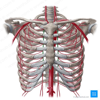 Arteria torácica interna (Arteria thoracica interna); Imagen: Yousun Koh