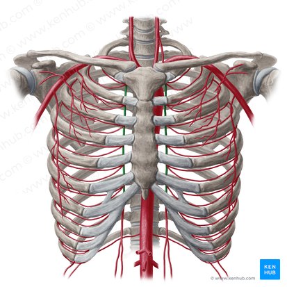 Internal thoracic artery (Arteria thoracica interna); Image: Yousun Koh