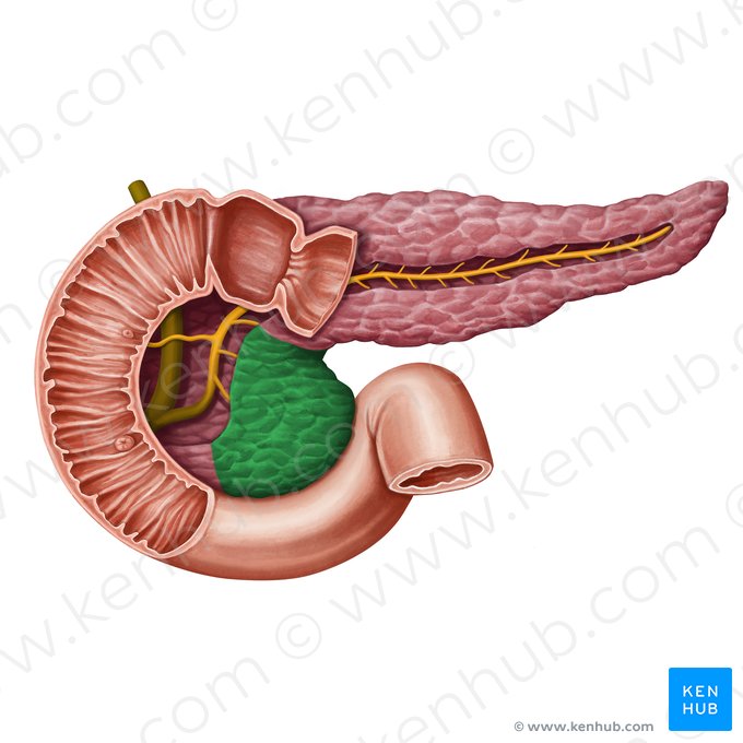 Processo uncinado do pâncreas (Processus uncinatus pancreatis); Imagem: Irina Münstermann