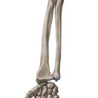 Radius and ulna