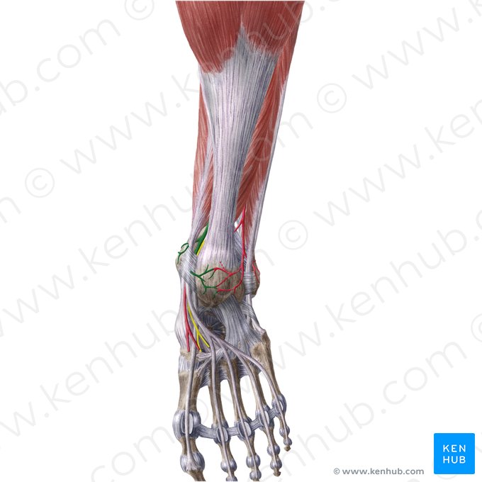 Artéria tibial posterior (Arteria tibialis posterior); Imagem: Liene Znotina