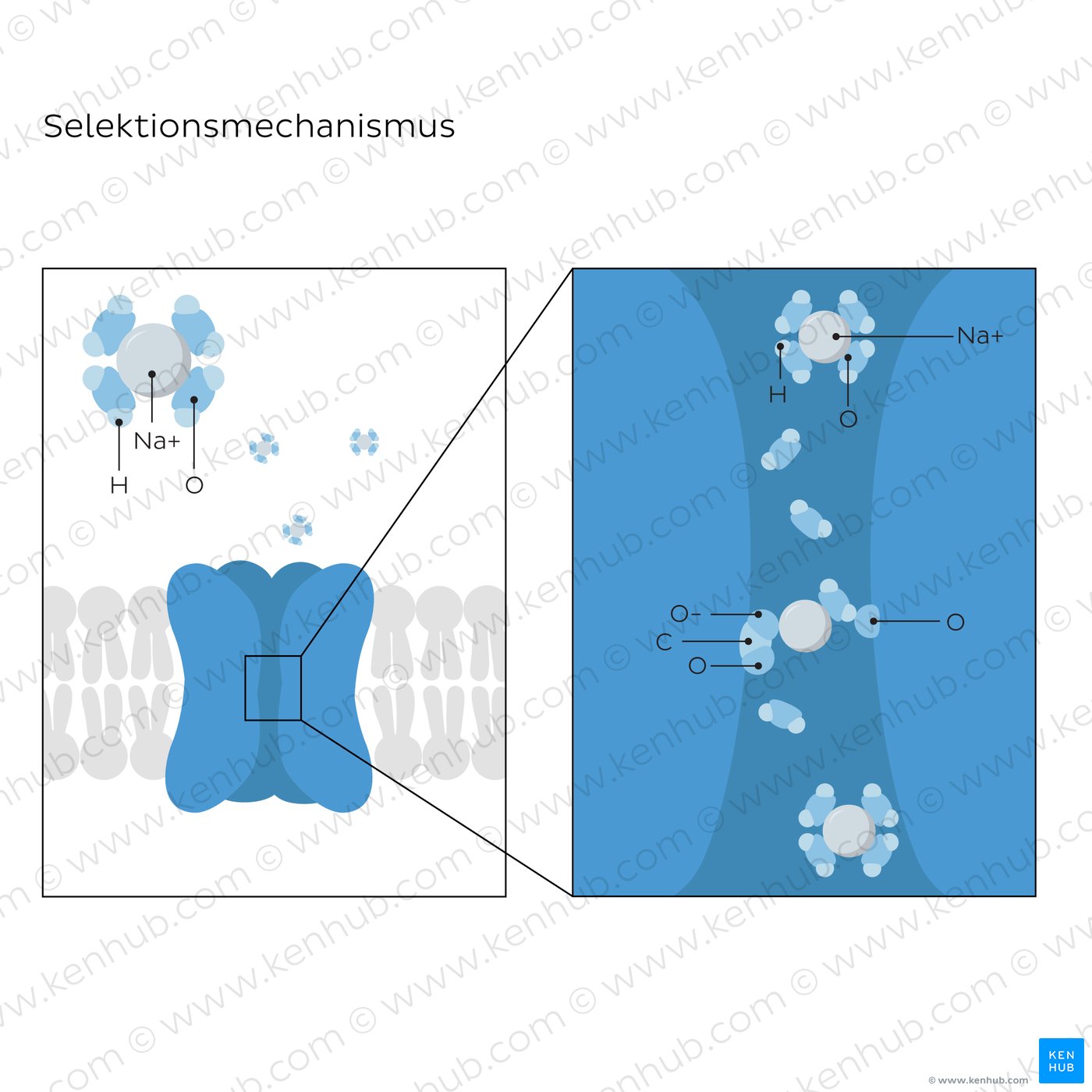 Selectivity mechanism of Na+ ion channels