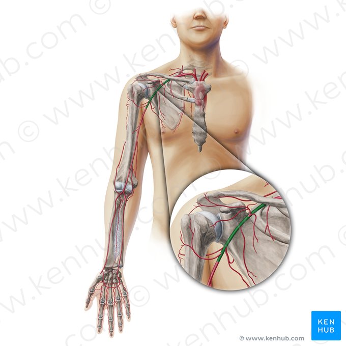 Axillary artery (Arteria axillaris); Image: Paul Kim