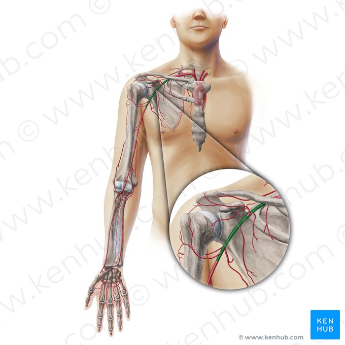 Arteria axillaris (Achselarterie); Bild: Paul Kim