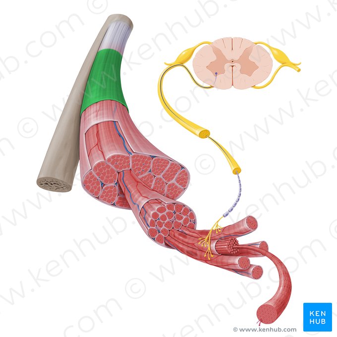 Fascia profunda del músculo esquelético (Fascia profunda textus muscularis skeletalis); Imagen: Paul Kim