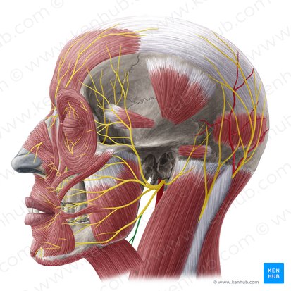 Cervical branch of facial nerve (Ramus cervicis nervi facialis); Image: Yousun Koh